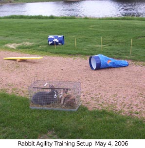 rabbitagilitytraining2 2006-05-04.jpg