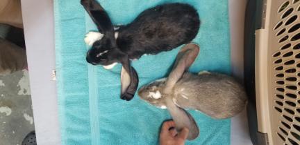 English Lop 9.5 weeks old EARS